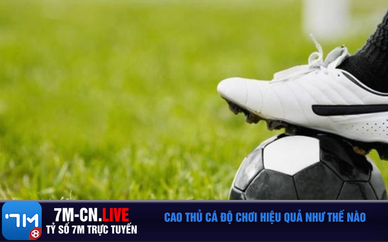 Cao thu ca do choi hieu qua nhu the nao Cao thủ cá độ chơi hiệu quả như thế nào
