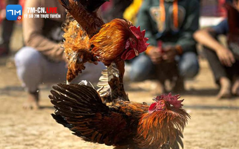da ga betvisa 3 Kinh nghiệm chơi đá gà Betvisa để luôn giành chiến thắng