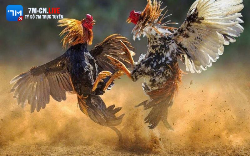 da ga betvisa Nguyên nhân khiến nhiều người tham gia chơi đá gà Betvisa
